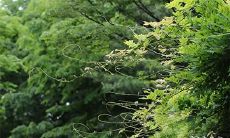 2023年1月的吉日:最恰当的时间栽种和栽培树木