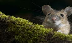 生肖马与生肖鼠的配对缺乏凝聚力，是否可行？