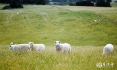 属羊女在腊月出生的命运是什么？为什么说她们的命运很硬？探究“腊月羊命硬”这个成语的深层含义