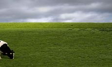 探究生肖牛与生肖牛之间的相容性:从性格、情感、行为等多维度分析,发现两者并非绝对搭配,建议在考虑交往前深入思考