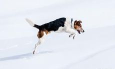 属狗的人是否适合驾驶红色汽车?如果不是,属狗适合驾驶哪些颜色的汽车?