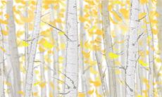 哪几个月出生的属猴人最有利于运势？