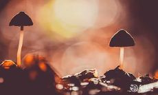 2023年1月最佳耕种日子的日期和时间指南