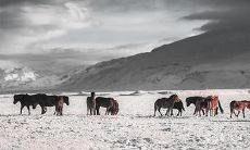 2023年1月的养殖吉日，值得关注的农业生产黄金期