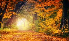 根据属鸡人生肖，05年出生的人在2023年将年满18岁，预测其各方面运势