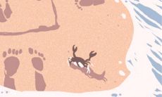 作为12生肖之一的属鸡,情感终极配对如何选择?