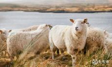 如果家里有两个属羊的人,他们跟谁一起生活会有更好的财运呢?