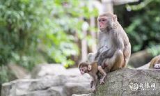 如何化解家中猴、蛇、虎三个生肖的相冲之局?