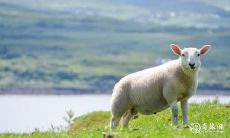 车辆颜色与生肖相生:为属羊者推荐白色车款,并探究如何搭配最佳车载装饰!