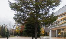 院子里砍树是否有所讲究?如何避免犯下禁忌行为?