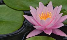 阳台养睡莲对风水的影响有哪些?在风水学中,阳台养睡莲有哪些禁忌和注意事项?