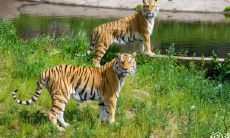 虎年中属猪的人是否会遭遇太岁之犯?若遇此情况,如何有效地消解不良影响?