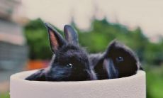 在兔年本命年,是否允许佩戴金饰品?兔年生肖者能否佩戴珠宝首饰?