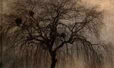 如何应对属鼠36岁本命年的灾难?探讨解决方案与化解策略!