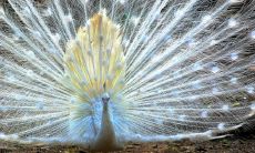 女人的面相通常会反映出她们个性和情绪状态,而具有肿眼泡的女人面相往往呈现出冷漠的特质