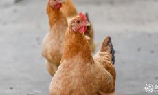 属鸡的人是否适合驾驶?开车时属鸡应该注意哪些讲究和技巧?