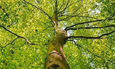 2022年12月栽植树木及种植绿植之宜日日期指南