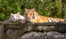 根据父母属相,推算宝宝命运吉凶,如果爸爸属虎属蛇,妈妈属鸡,那么宝宝应该在哪个时辰出生才能拥有较为优越的命运?