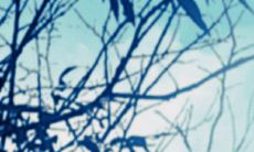 探讨女性面相中脸宽的意义:名虽在眉,贵更在眼