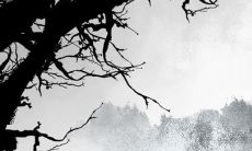 探究眼相学：揭秘凹陷瞳孔的女性容貌特征及面相分析