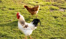 属鸡的父母生育兔子宝宝是否可行?如何解决属鸡与兔子属相的冲突问题?