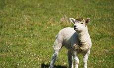 如何让属羊和属兔的宝宝和谐相处?探讨属羊生兔宝宝的相处技巧和注意事项!