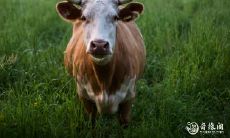 根据十二生肖的配对关系,属牛生兔宝宝会有什么样的命运?而什么时候出生的兔宝宝最好命呢?