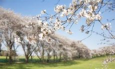 如何解决命运被五鬼缠身的人的特征问题?