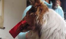 给拥有生肖为虎的父亲挑选礼物的建议和提示