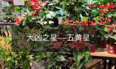 五黄星:致命的大凶之星