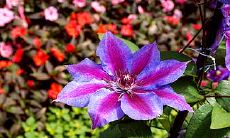 哪个星座的人幻想奇思妙想，每天都活在童话般的梦境中？