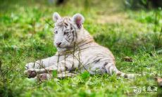 属虎的人是否适合在超市行业从事经营，而他们在生意上忌讳哪些方面？