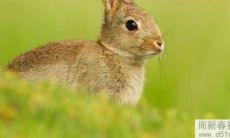 2022年1月份，属兔男性的事业运势会有什么变化？