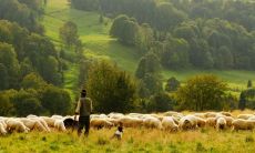 女性鼻尖上有痣的含义和预示,鼻尖上长痣的女性代表什么?