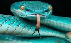 女性属蛇的人在2023年可能会遭遇极为不幸的命运,需要注意精神压力