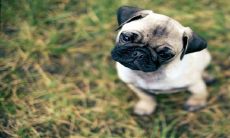 2023年必须要遇见的贵人:对于生肖龙、生肖狗和生肖羊来说都是不可错过的大机会