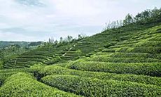 卧室窗帘的颜色选择：探究如何选择能够聚财的颜色？