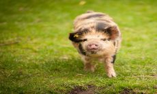 生肖猪在2023年将迎来狂飙般的运势,财运喜人,繁荣昌盛!