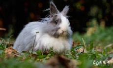 在88年2月，如何避免属兔住在4楼东户——探讨属兔人最忌讳的楼层选择问题