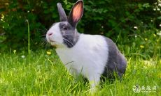 关键在选车牌号字母：一位87年生的兔子，在炉中火的命运决定中，如何选择适合自己的车牌号字母？