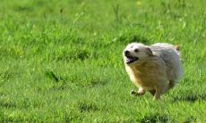 在梦中持续逃避、藏匿的含义是什么?