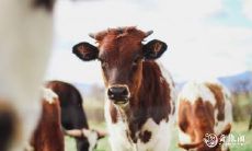 探讨85属牛顺风顺水招财微信头像,并列举不适宜使用的头像,以避免运势受到影响