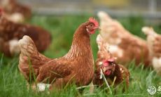 如何根据属相选择适合自己的车牌号码——以81年属鸡为例,推荐最佳车牌号码?