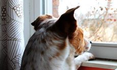 为什么说泪痣千万不能去除,其隐含的命运预示是什么?