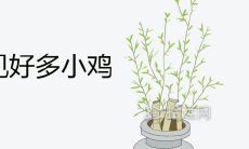 已婚女性做梦中出现多只小鸟的象征意义是什么？