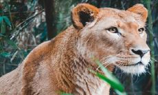 孕妇是否会通过梦见狮子来预示生贵子呢？这是否属于一种胎梦现象？