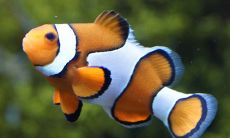 在梦中见到大量游动的鱼儿，可以随意捕捉，这意味着什么？