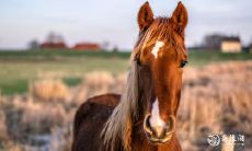 78年出生的马年属相人适合佩戴哪些手串?是否适宜选择金银材质?