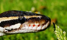 如果我在梦中遭遇蛇袭击,但最终逃脱了,这意味着什么呢?