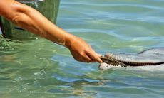 梦见鱼在浅水中捕捉得手，预示着哪些可能的象征和征兆？